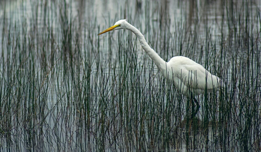 a large bird is standing in the water