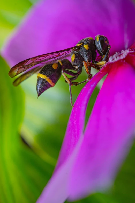 two bees on a purple flower in a green and purple background