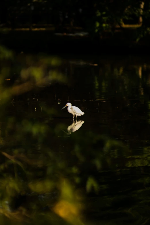 white bird with long neck wading on water