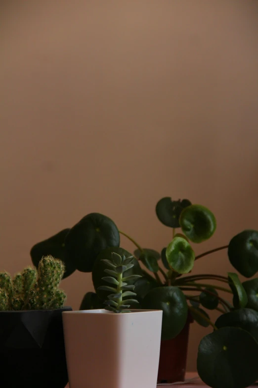 plants are arranged in three different planters on the counter