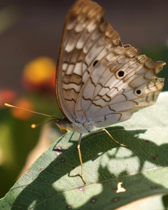 a close up of a erfly with green leaves