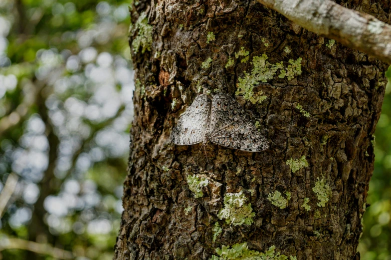 a closeup of the bark on a tree with mossy trees and leaves