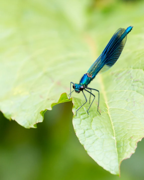 a dragon fly sitting on top of a green leaf