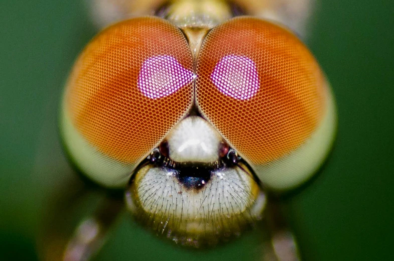 a close - up pograph of the eyes and head of a fly