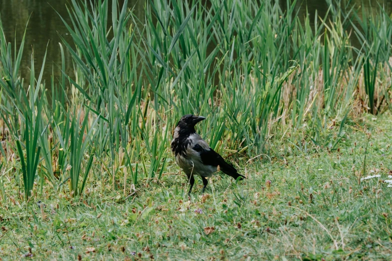 a bird standing next to some green tall grass