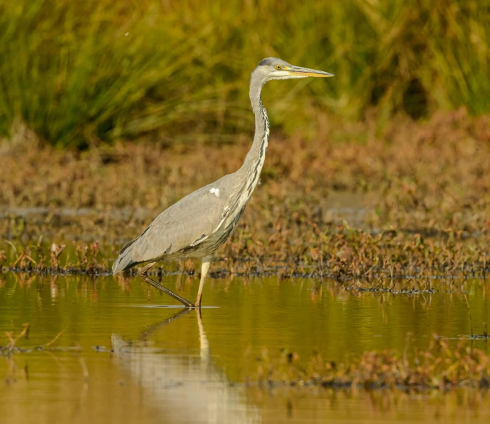 a heron is standing in shallow water