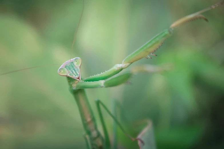 the insect has two wings that can stretch to reach