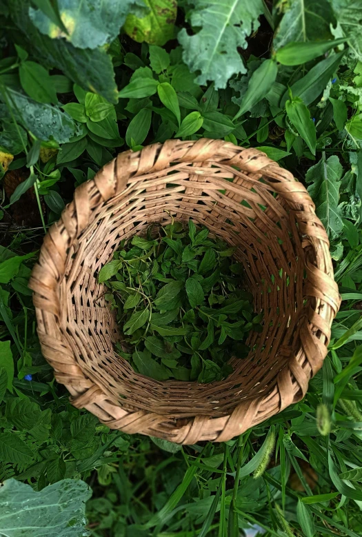 a basket that is in the grass with some plants