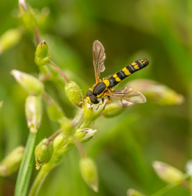 yellow and black bee flying over a small flower