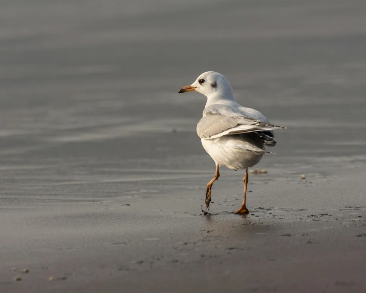a small seagull standing on the wet sand on a beach
