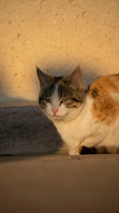 a cat sits next to a concrete wall