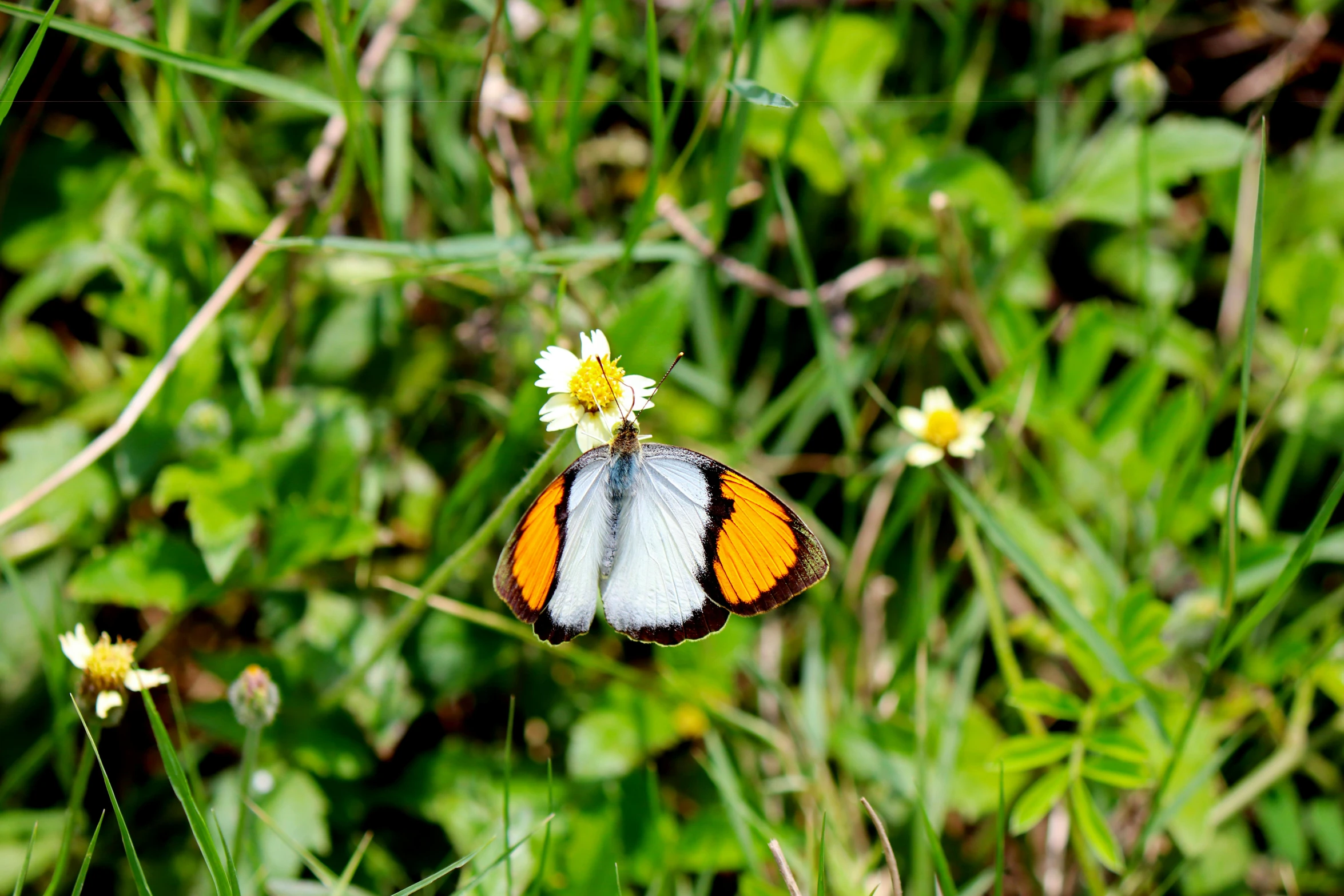 orange and white erfly on a small daisy