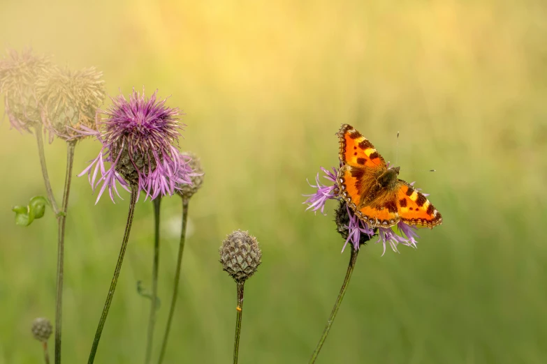 two erflies that are sitting on some flowers