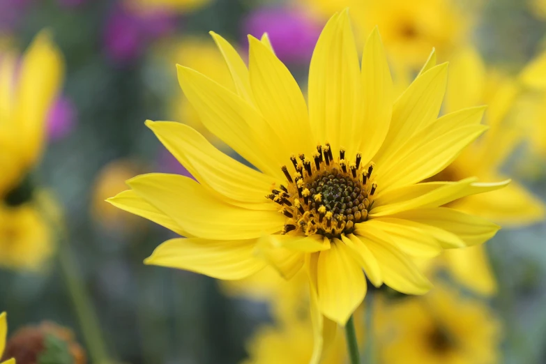 yellow flowers growing outside with purple and green flowers