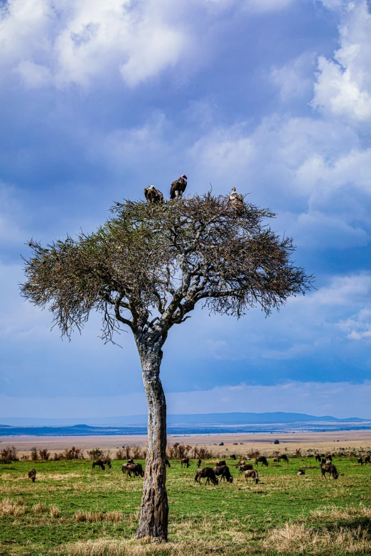 birds are sitting on the top of the tree in the grass