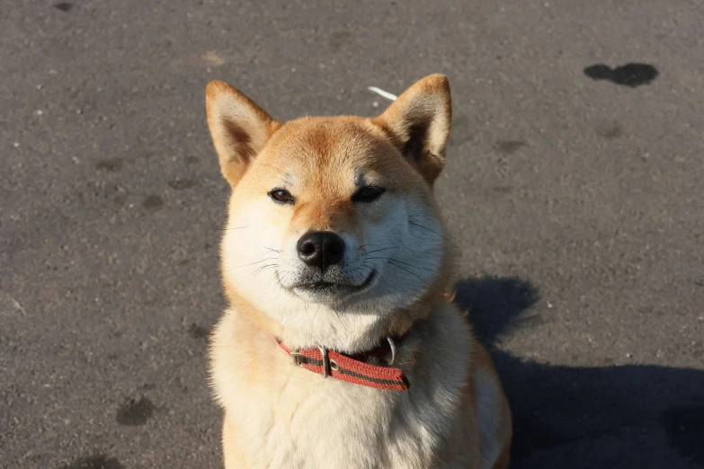 an adorable brown dog with a sad look on its face