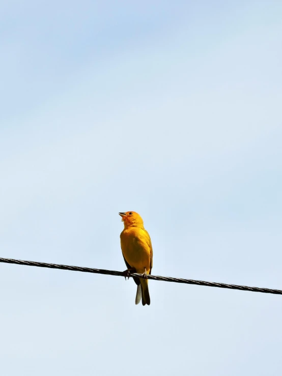 a yellow bird sitting on top of a power line