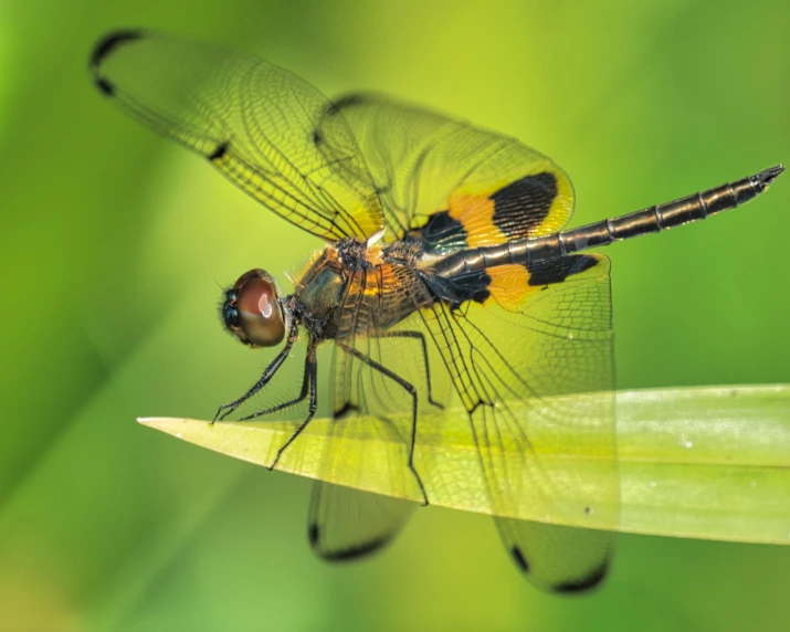 a pair of large, black and yellow mosquitoes sit on top of a leaf