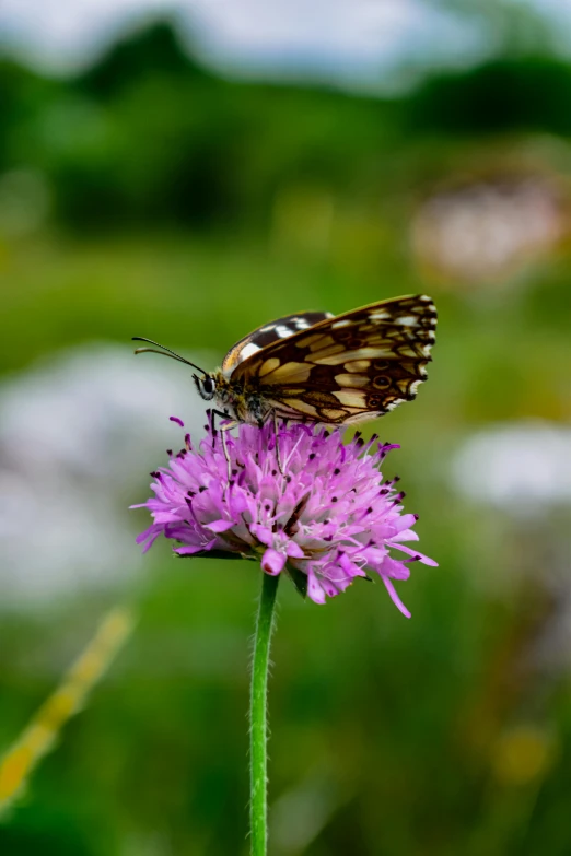 a erfly sitting on a small purple flower