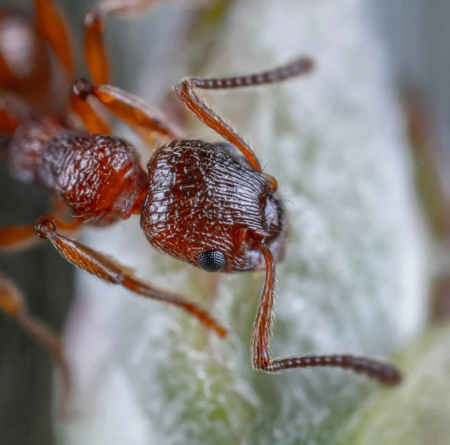 a couple of red bugs on top of a leaf