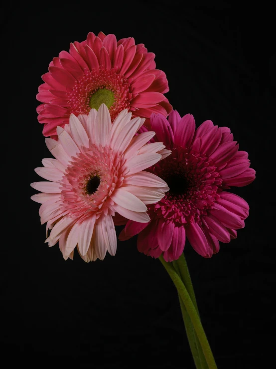 two pink flowers that are sitting on a black table