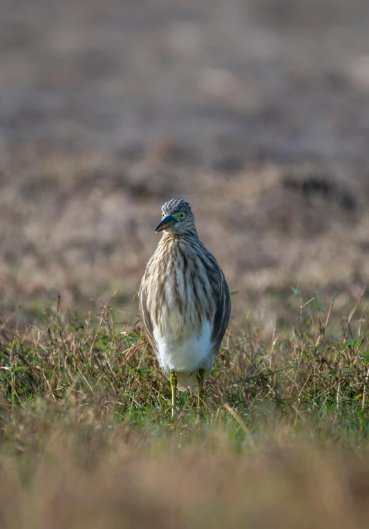 this bird is looking up and waiting for food to happen