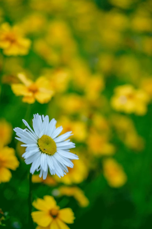 white and yellow flower sitting in the middle of green grass