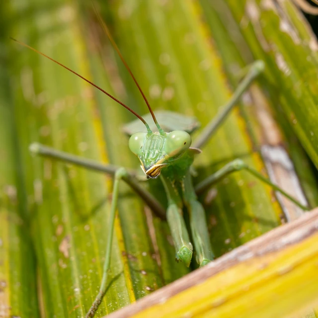 a mantistee that is standing on a leaf