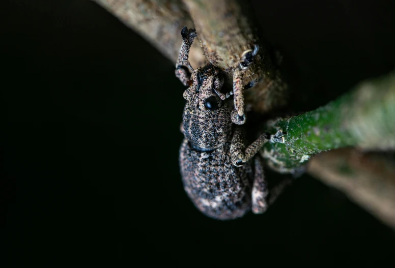 a bug on a tree nch with lots of droplets