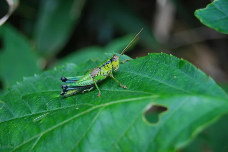 a very colorful insect sitting on a green leaf