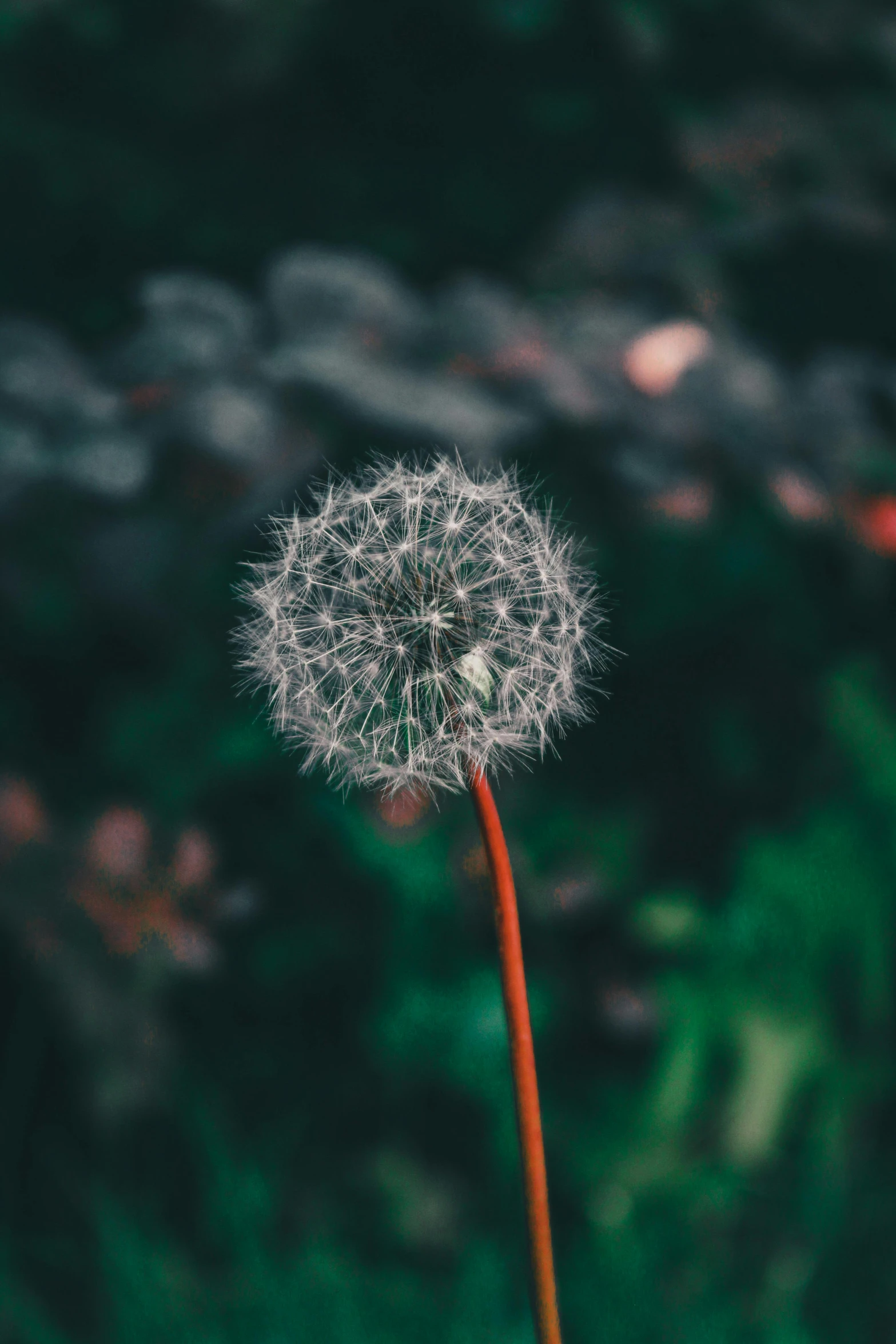 there is a dandelion standing tall on the ground