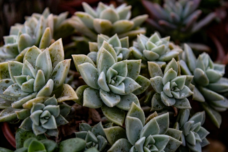 several small green plants that are in a pot