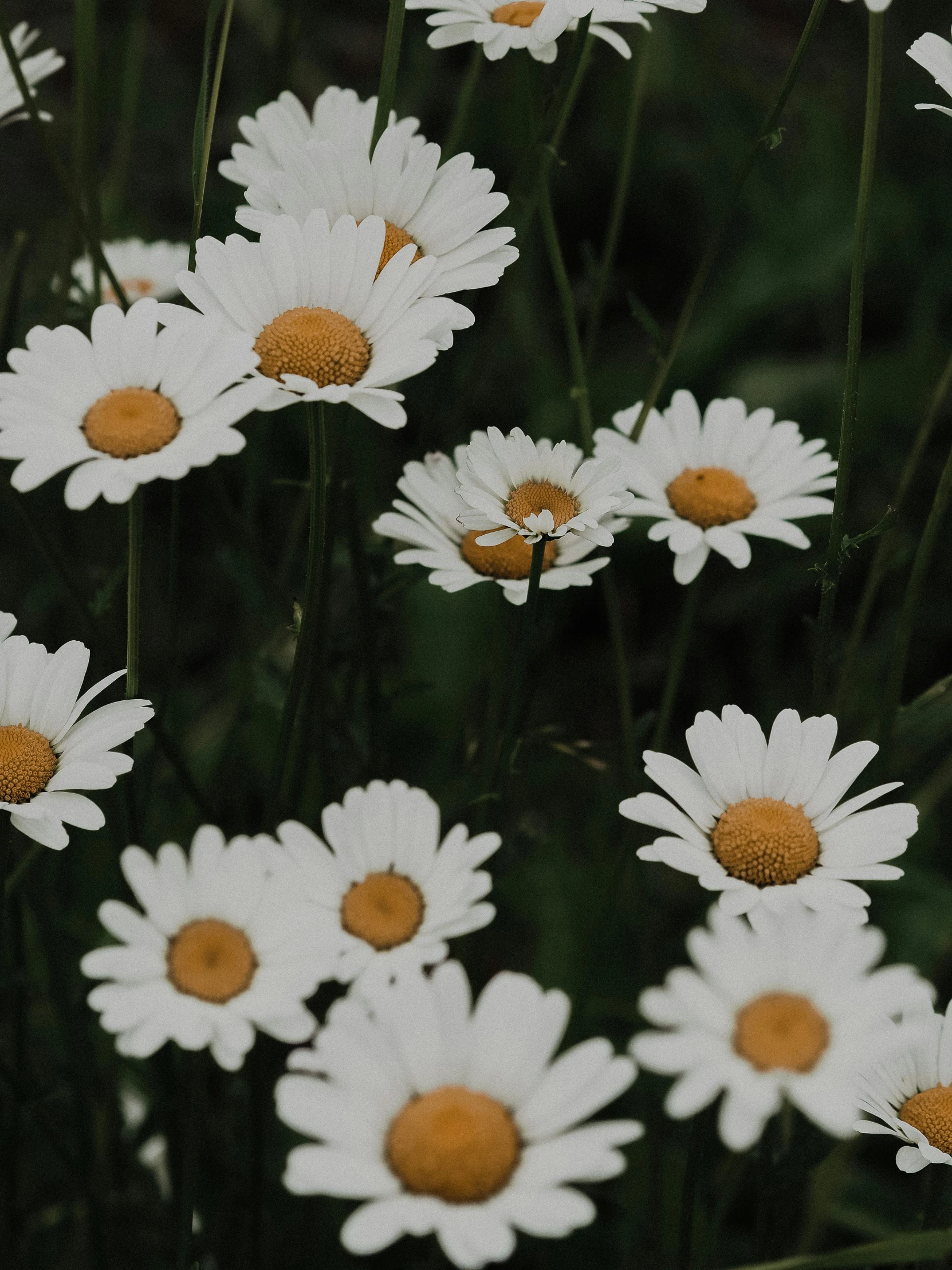 the image is a flower that is white and brown