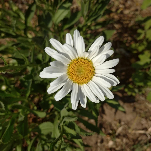 a white and yellow flower on the ground