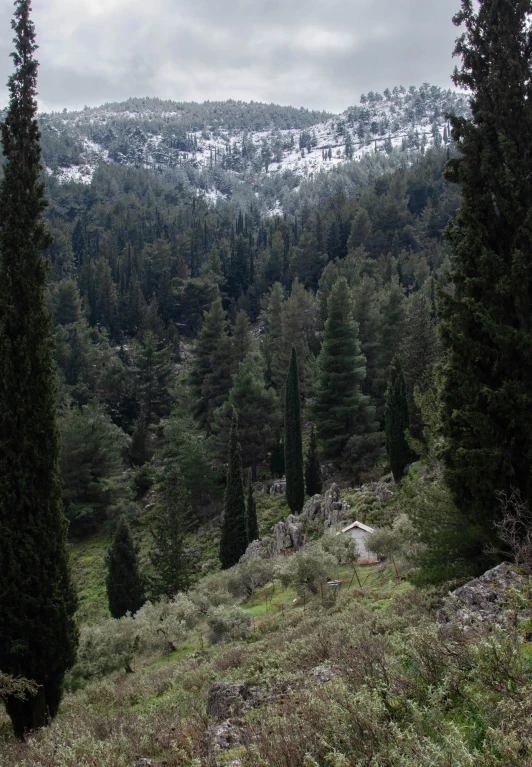 a view of an area with lots of trees