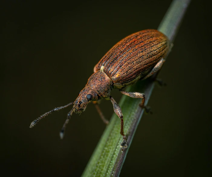 a close - up of an insect with tiny spots on it's legs