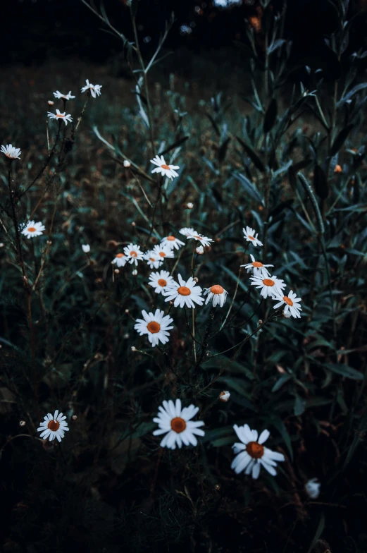 white daisies in an otherwise black field