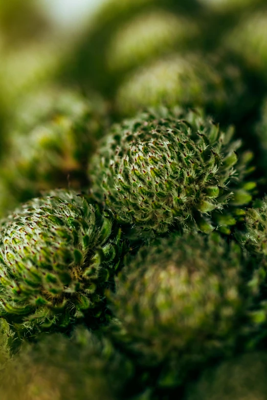 some green plant growing near the ground