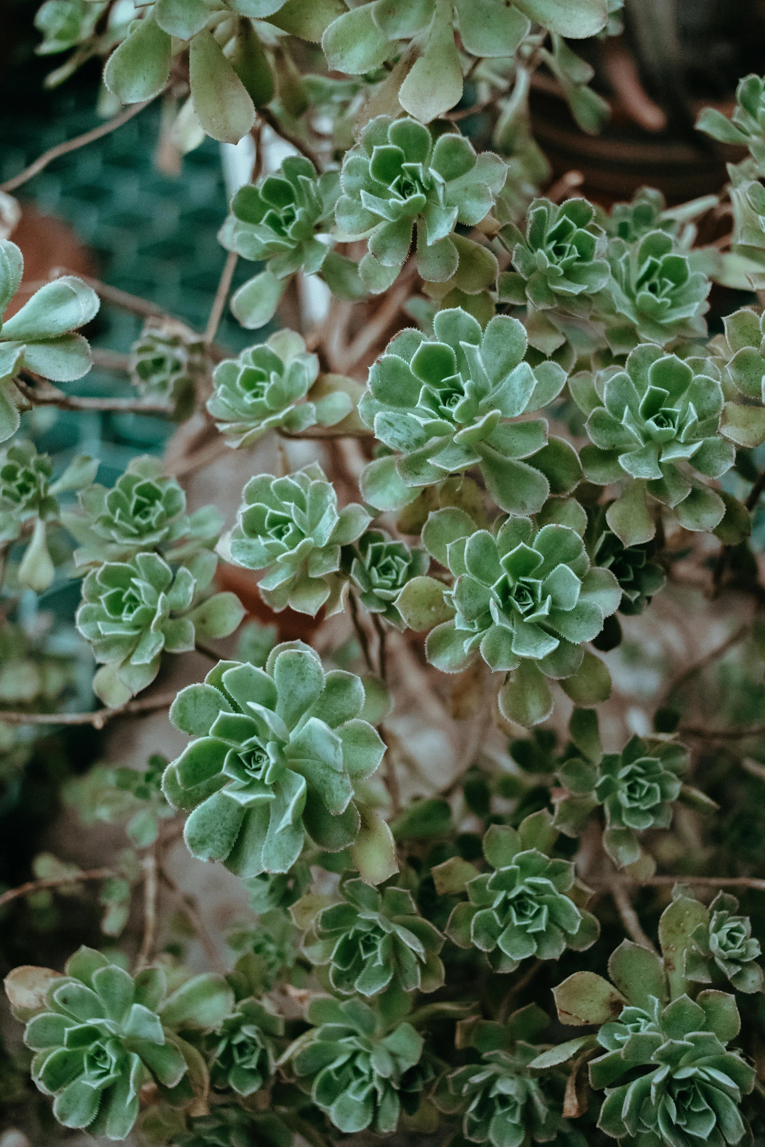 a group of plants with some very green leaves