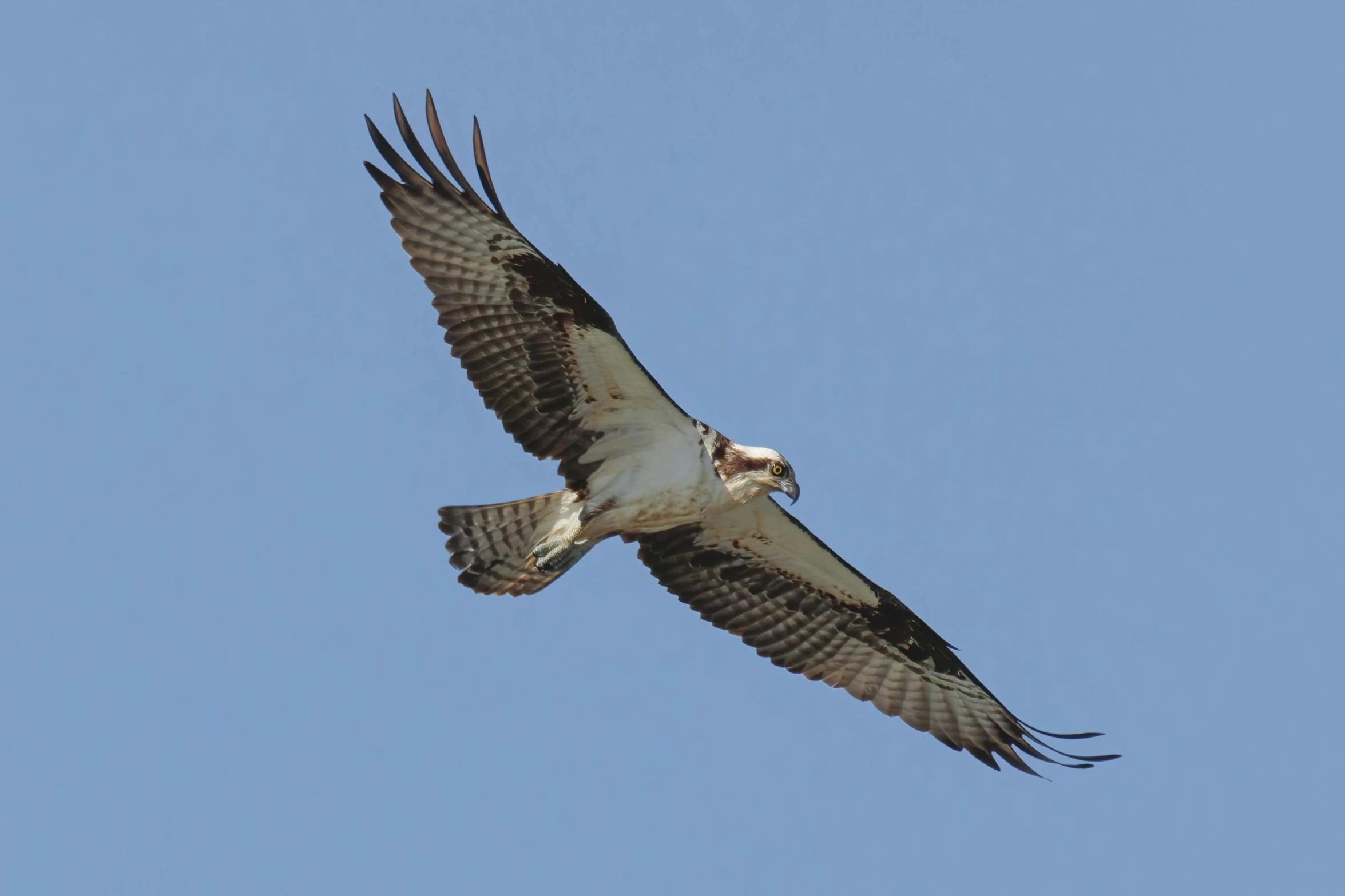 an ostrich is flying with a long neck and very large wings