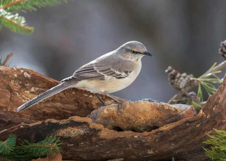 a small bird sits on top of a nch