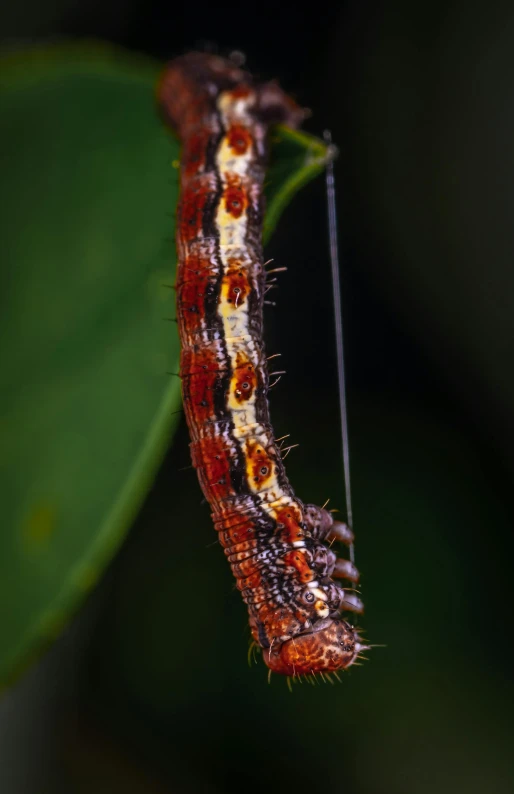 a red and white caterpillar is hanging from a leaf