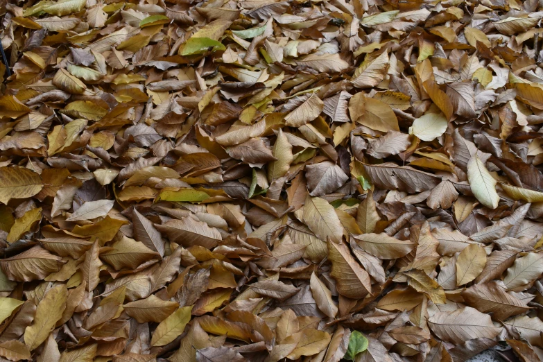 a bunch of leaves laying on the ground