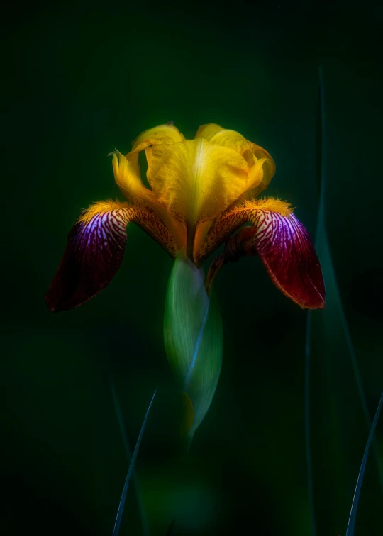 a very big pretty flower with very bright colors