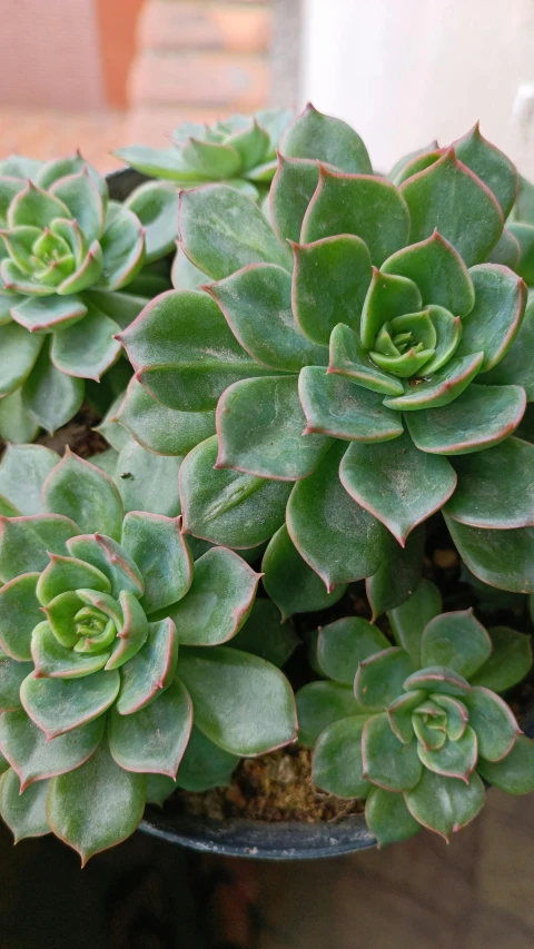 a bowl of succulents on top of a glass table