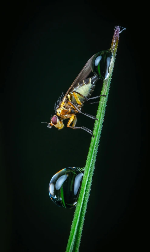 two bug insect sitting on top of a green plant