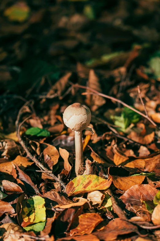 a mushroom that is laying in the dirt