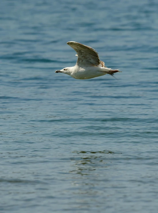 a bird flies over water on a sunny day