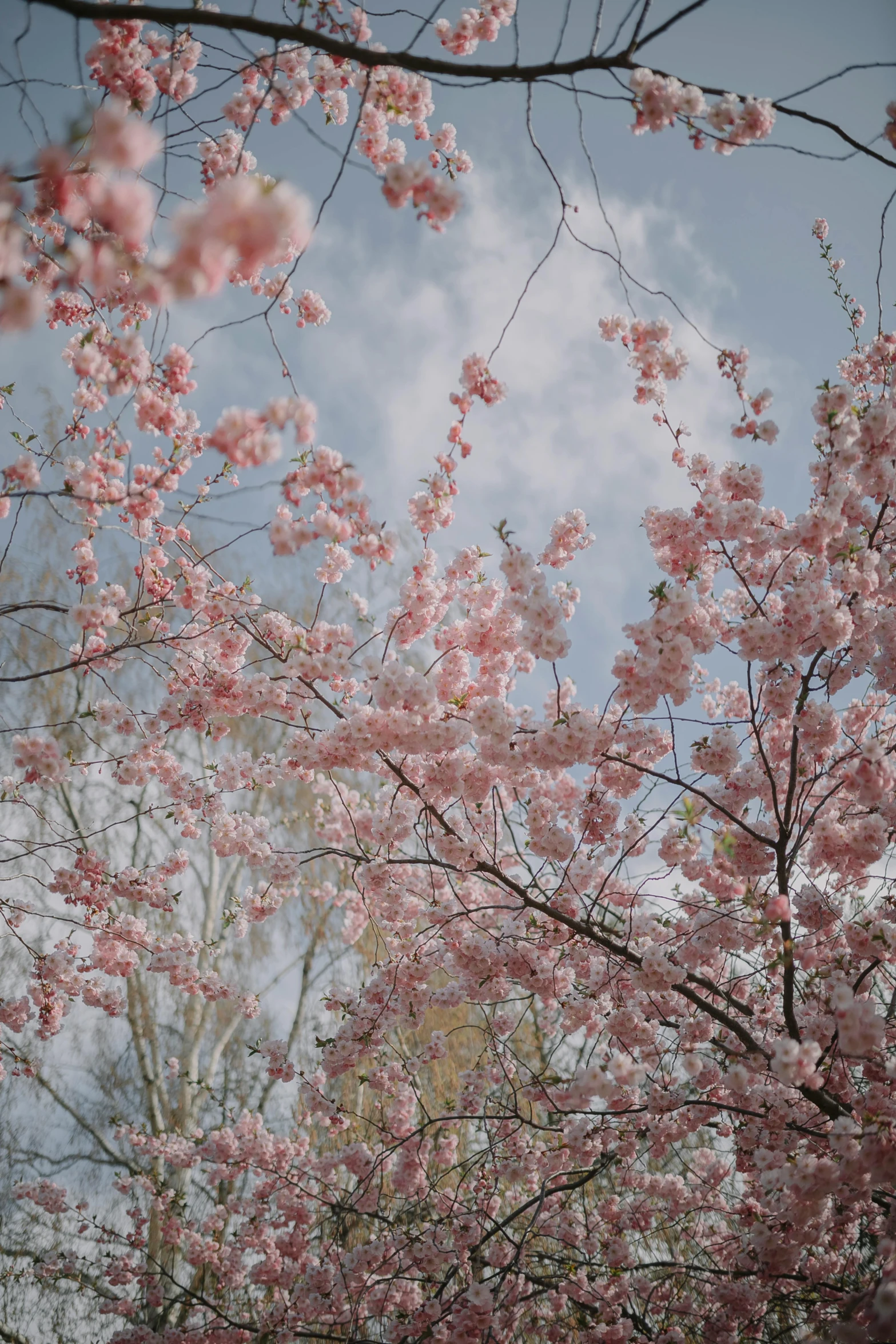 a large tree has many flowers on it