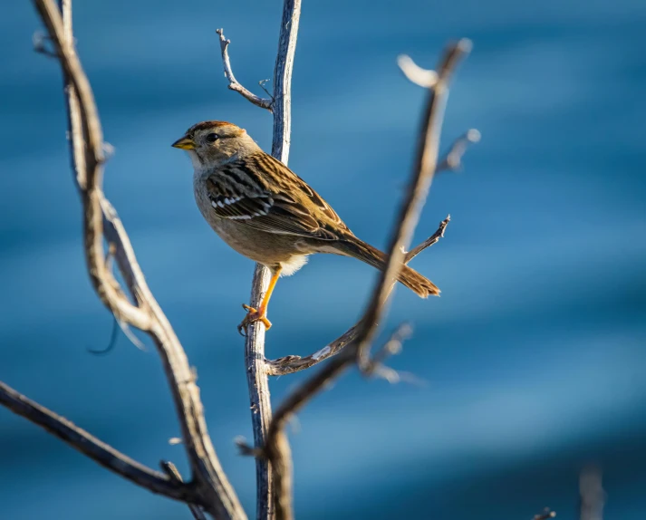 there is a small bird sitting on the limb of a tree